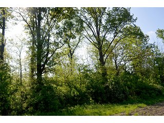Property photo 18 - LAND AUCTION - 215+/- ACRES OFFERED IN 6 TRACTS IN VAN WERT COUNTY, OHIO